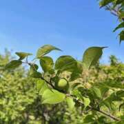 ヒメ日記 2025/04/22 13:46 投稿 新垣みお 月の真珠-五反田-