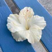 ヒメ日記 2025/07/22 12:23 投稿 新人・妃(きさき) グランドオペラ福岡