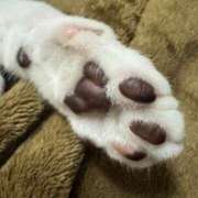 ヒメ日記 2025/08/14 23:33 投稿 とわ スーパークリスタル