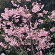 ヒメ日記 2026/03/31 08:13 投稿 とわ スーパークリスタル