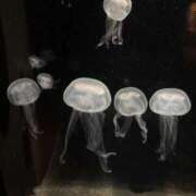 ヒメ日記 2026/03/31 20:43 投稿 とわ スーパークリスタル