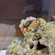 ヒメ日記 2025/04/18 23:34 投稿 葛西小萩 お姉さんCLUB