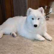 ヒメ日記 2026/04/03 19:03 投稿 葛西小萩 お姉さんCLUB