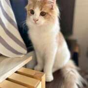 ネム 日々頑張ってるみんなへの癒し バニーコレクション千葉栄町店