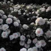 ヒメ日記 2025/04/18 12:15 投稿 ましろ コルドンブルー