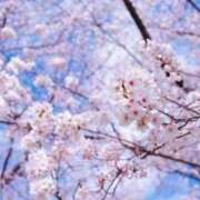 ヒメ日記 2025/04/17 22:12 投稿 りおな 人妻小旅行