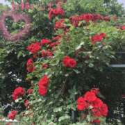 りおな こんばんは🌛 人妻小旅行