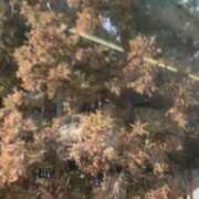 ヒメ日記 2025/01/25 13:53 投稿 すみれ 倶楽部愛