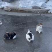 ヒメ日記 2025/01/25 14:00 投稿 すみれ 倶楽部愛