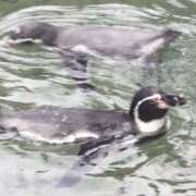 ヒメ日記 2025/02/21 15:20 投稿 すみれ 倶楽部愛