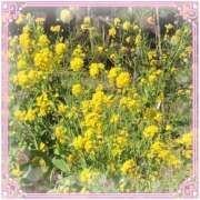 ヒメ日記 2025/03/10 08:54 投稿 すみれ 倶楽部愛