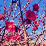 ヒメ日記 2025/03/11 04:30 投稿 すみれ 倶楽部愛