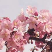 ヒメ日記 2025/03/17 14:30 投稿 すみれ 倶楽部愛