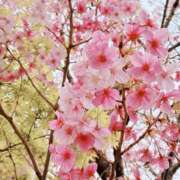 ヒメ日記 2025/03/30 17:26 投稿 すみれ 倶楽部愛