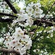 ヒメ日記 2025/04/02 22:48 投稿 すみれ 倶楽部愛