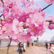 ヒメ日記 2025/04/04 06:52 投稿 すみれ 倶楽部愛