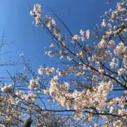 ヒメ日記 2025/04/15 10:25 投稿 すみれ 倶楽部愛