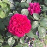 ヒメ日記 2025/05/23 13:54 投稿 すみれ 倶楽部愛