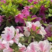 ヒメ日記 2025/05/27 12:20 投稿 すみれ 倶楽部愛