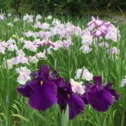 ヒメ日記 2025/05/31 09:00 投稿 すみれ 倶楽部愛