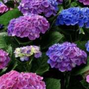 ヒメ日記 2025/05/31 14:16 投稿 すみれ 倶楽部愛