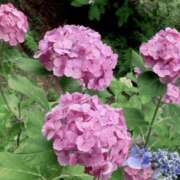 ヒメ日記 2025/06/13 15:59 投稿 すみれ 倶楽部愛