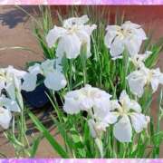 ヒメ日記 2025/06/20 15:50 投稿 すみれ 倶楽部愛