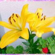 ヒメ日記 2025/06/22 05:00 投稿 すみれ 倶楽部愛