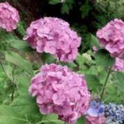 ヒメ日記 2025/06/28 06:03 投稿 すみれ 倶楽部愛