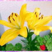 ヒメ日記 2025/07/16 14:49 投稿 すみれ 倶楽部愛