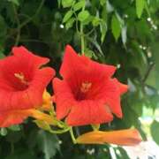 ヒメ日記 2025/07/20 04:30 投稿 すみれ 倶楽部愛