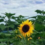 ヒメ日記 2025/07/30 22:34 投稿 すみれ 倶楽部愛