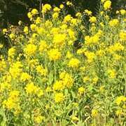 ヒメ日記 2026/03/13 14:00 投稿 すみれ 倶楽部愛