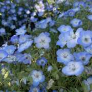 ヒメ日記 2026/03/18 07:24 投稿 すみれ 倶楽部愛