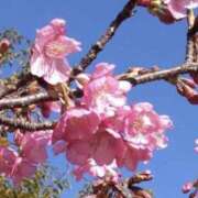 ヒメ日記 2026/03/22 07:35 投稿 すみれ 倶楽部愛