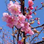 ヒメ日記 2026/03/23 10:53 投稿 すみれ 倶楽部愛