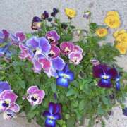 ヒメ日記 2026/03/27 10:40 投稿 すみれ 倶楽部愛