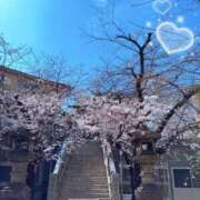 ヒメ日記 2026/03/28 11:00 投稿 すみれ 倶楽部愛