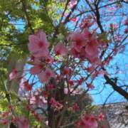 ヒメ日記 2026/03/30 10:38 投稿 すみれ 倶楽部愛