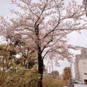 ヒメ日記 2026/04/02 05:13 投稿 すみれ 倶楽部愛