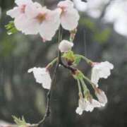 ヒメ日記 2026/04/10 10:44 投稿 すみれ 倶楽部愛