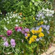 ヒメ日記 2026/04/13 07:47 投稿 すみれ 倶楽部愛