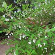 ヒメ日記 2026/04/15 08:09 投稿 すみれ 倶楽部愛