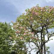 ヒメ日記 2026/04/16 09:35 投稿 すみれ 倶楽部愛