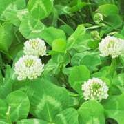 ヒメ日記 2026/04/17 09:50 投稿 すみれ 倶楽部愛