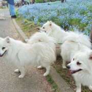 ヒメ日記 2026/04/18 08:09 投稿 すみれ 倶楽部愛