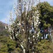 ヒメ日記 2025/02/06 14:36 投稿 神崎さき 五十路マダムエクスプレス横浜店（カサブランカグループ）