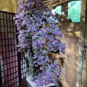 ヒメ日記 2025/03/17 07:56 投稿 神崎さき 五十路マダムエクスプレス横浜店（カサブランカグループ）