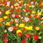 ヒメ日記 2025/03/18 09:52 投稿 神崎さき 五十路マダムエクスプレス横浜店（カサブランカグループ）