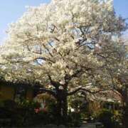 ヒメ日記 2026/02/21 19:12 投稿 神崎さき 五十路マダムエクスプレス横浜店（カサブランカグループ）